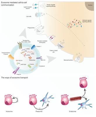 The Role of Exosomes in Pancreatic Cancer From Bench to Clinical Application: An Updated Review